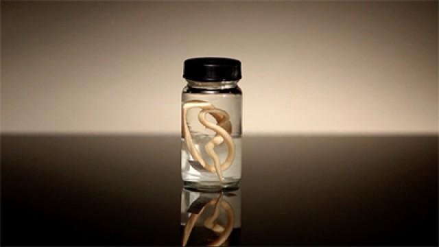 Presidential Premonition, Lost Treasure of Jean Lafitte and Immortal Worms