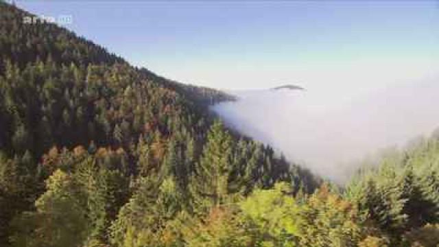 Der Schwarzwald