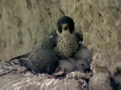 El proyectil viviente