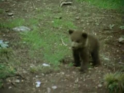 Al borde de la extinción I