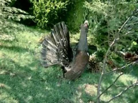 Al borde de la extinción III