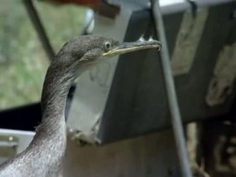 Los matadores inocentes