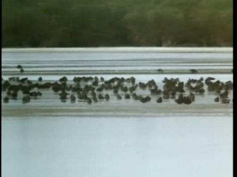 Las tablas de Daimiel I