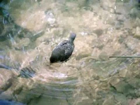 La conquista del agua II