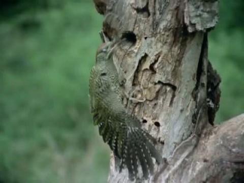 Los pájaros carpinteros I