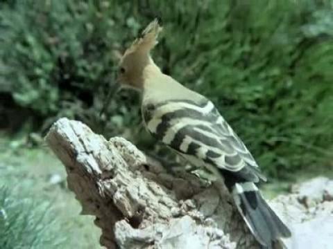 Los pájaros carpinteros II