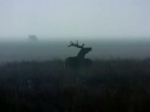 El parque nacional de Doñana I