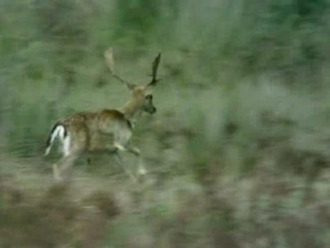 El parque nacional de Doñana IV