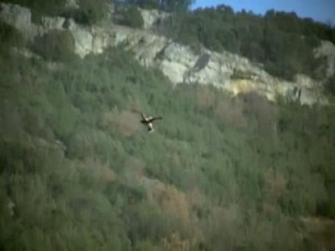 El águila imperial II