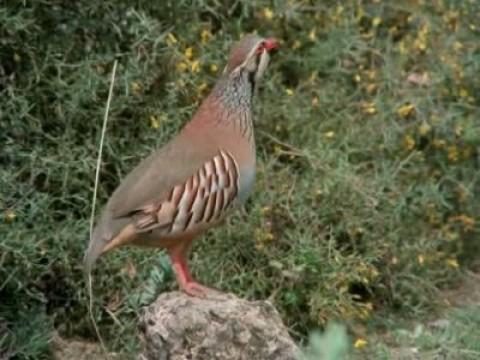 La perdiz roja