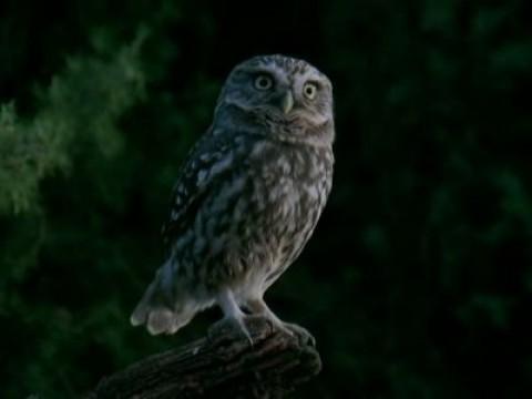 Las rapaces nocturnas I