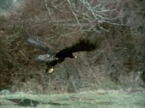 La Olimpiada zoológica I