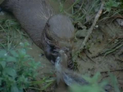 La nutria gigante americana