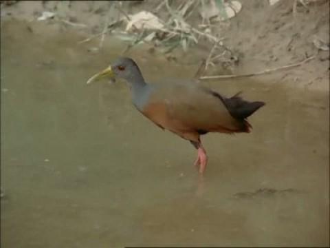 El paraíso de las aves