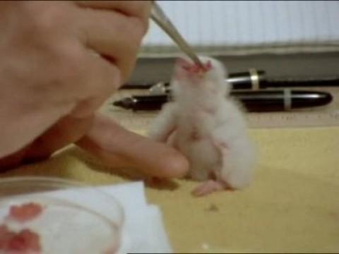 Operación peregrino