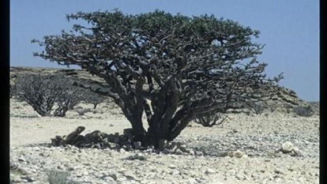 Die Weihrauchstraße in Dhofar (Oman)