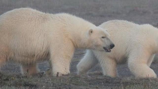 Wrangel Island - Im Treibhaus der Arktik (Russland)
