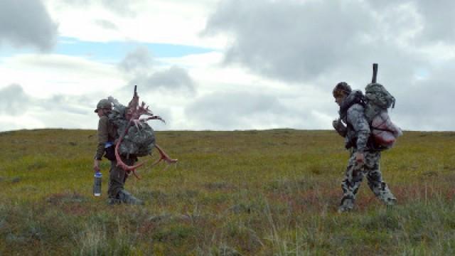 True North: Alaska North Slope Caribou
