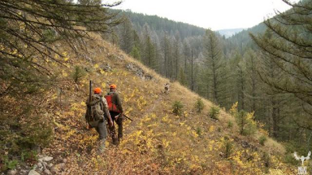 Straight Flush: Montana Mountain Grouse