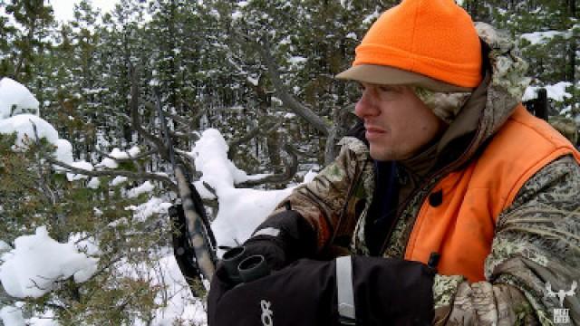 Local Motion: Montana Bull Elk