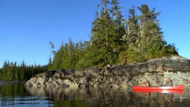 Up at the Cabin: Prince of Wales Island Black Bear with Paul Neess