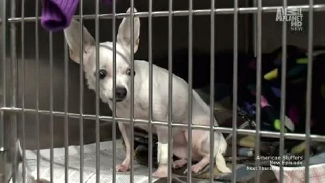 How To Stuff A Chihuahua