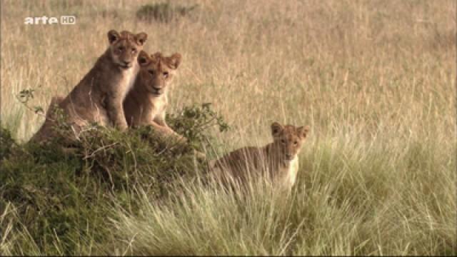 Ngorongoro: Born of Fire