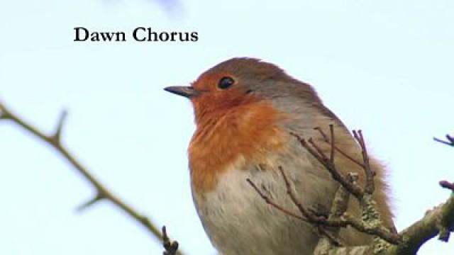 Dawn Chorus