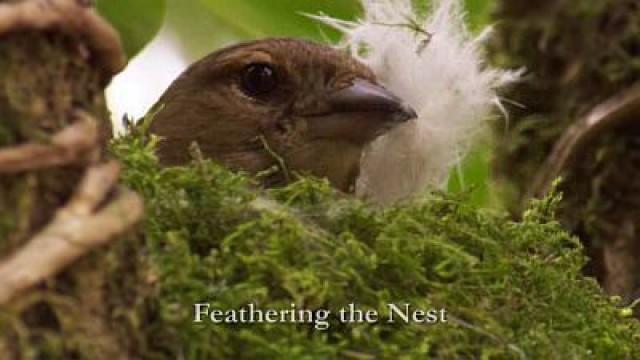 Feathering the Nest