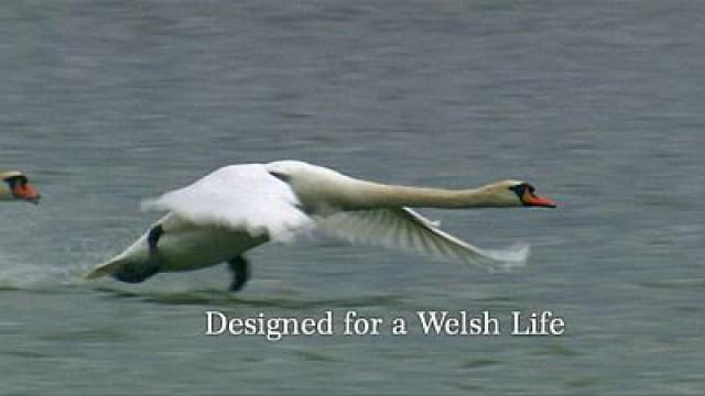 Designed for a Welsh Life