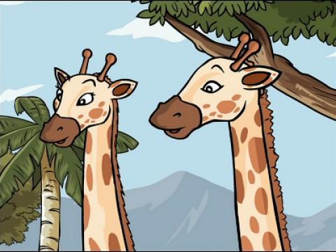 Les girafes ont soif