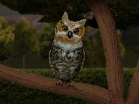 Owl