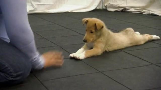 Fluffy Puppy Party