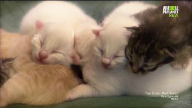 Kitten Puffs