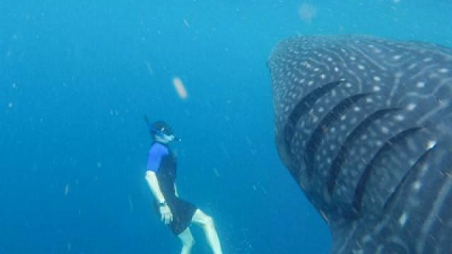 Giants of the Deep
