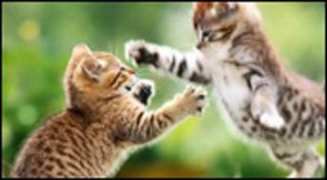 Les chatons