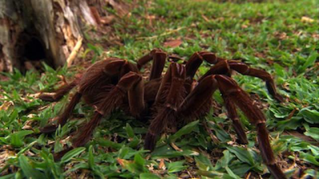 Giant Spider Hunt