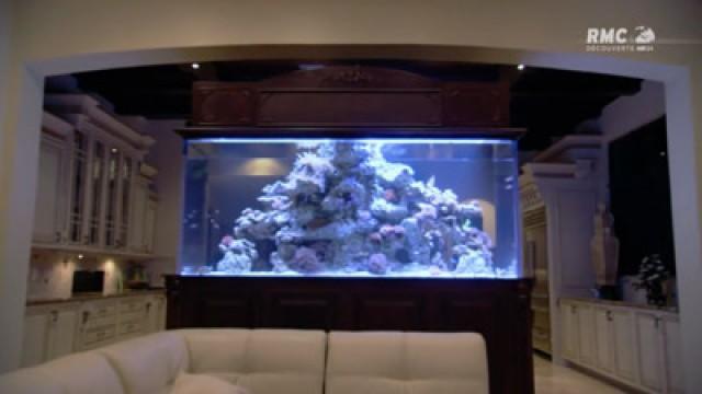 Poissons de star