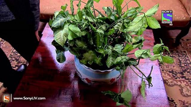 The Mystery of a Plant