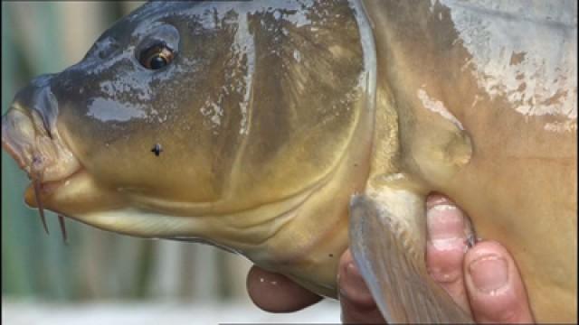 Carp - Sitch fishery