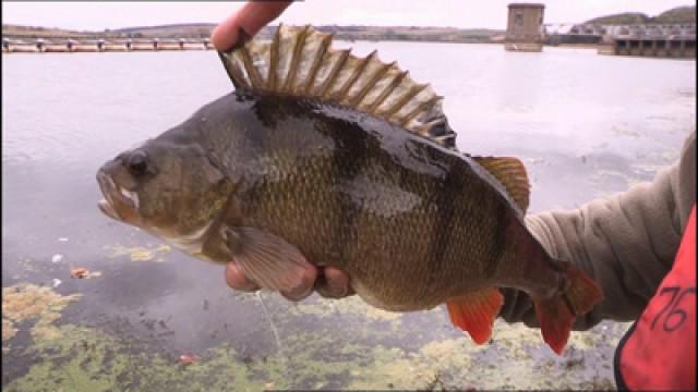 Pike and Perch - Eyebrook fishery
