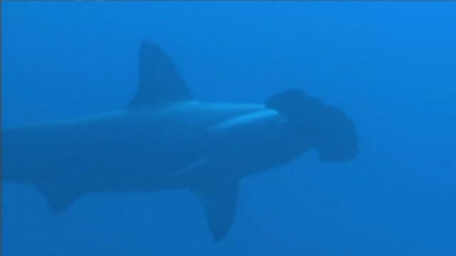 In Search Of Rare Hammerhead Sharks