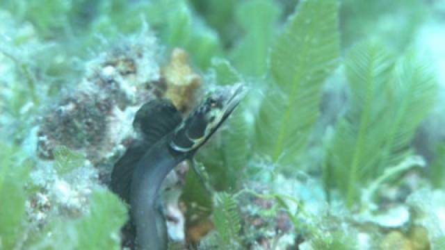 Strange Creatures in the Sea of Cortes