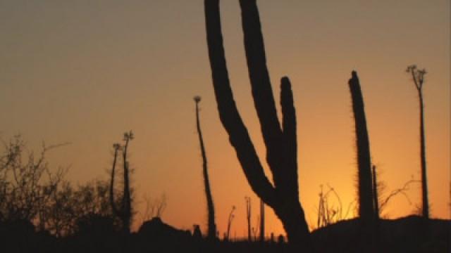 Life In The Desert