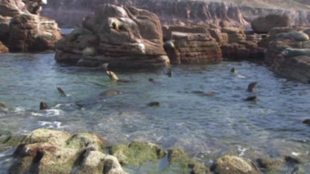 Los Islotes: The Sea Lion Haven