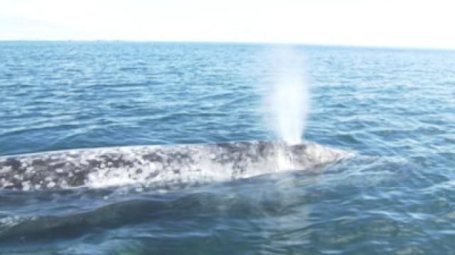 The Grey Whale Nursery: A World Heritage Site