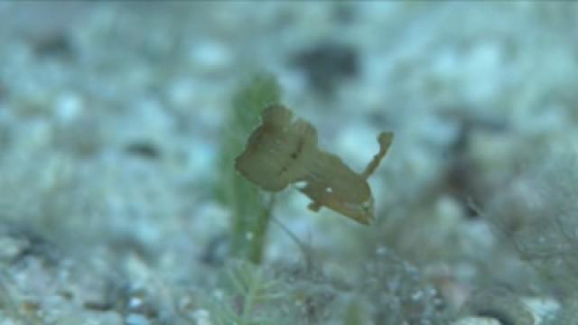 Energy Of Life: Exploring The Sea Of Baja California