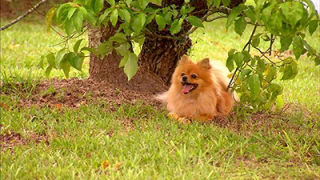 Lost Episode 4: Fluffy Jelly Bean