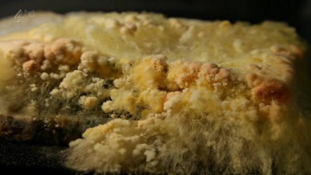 Mouldy Bread, Chicken Kiev and Apples