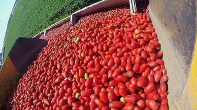 Tinned Tomatoes, Sweets, Prebiotics